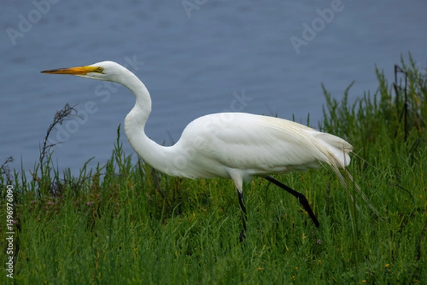 Obraz Great Egret (Ardea Alba) walking through green grass, in the wetlands near Huntington Beach, California. Blue water in the background. 
