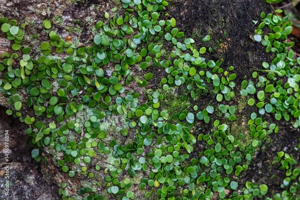 Obraz Rock felt fern (Pyrrosia rupestris) growing on boulder in Yoshikien Garden, Nara, Japan.
