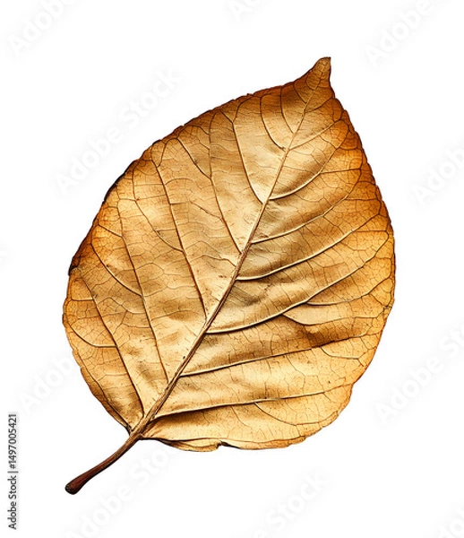 Fototapeta Autumn Leaf – Dry Fall Foliage Isolated PNG