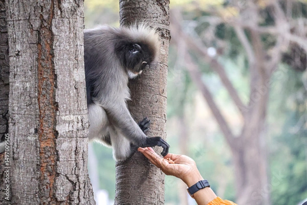Obraz A heartwarming encounter - dusky leaf monkey takes a treat from a gentle hand