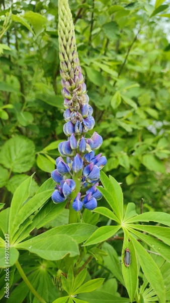 Obraz Summer floral blooming green background. A blue lupine in the garden. Closeup plant with blurred background. Blooming lupine flowers.