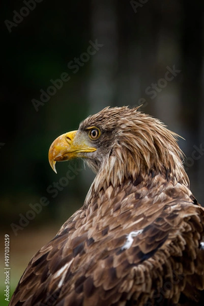 Obraz View of eagle. Portrait of white-tailed eagle, Haliaeetus albicilla. Fluffy sea eagle spreads wings. Wildlife nature. Wild bird of prey in habitat. Closeup of majestic raptor with huge hooked beak.