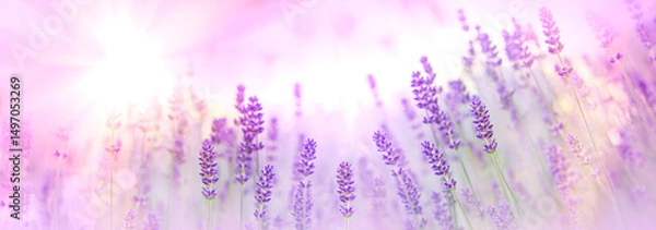 Fototapeta Selective and soft focus on lavender flower, lavender lit by sun rays