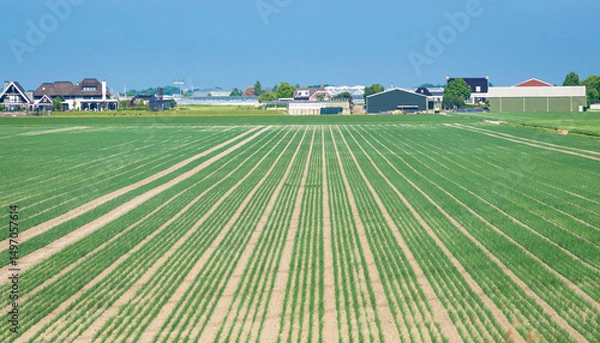 Obraz Crops are planted in straight rows in an agricultural field