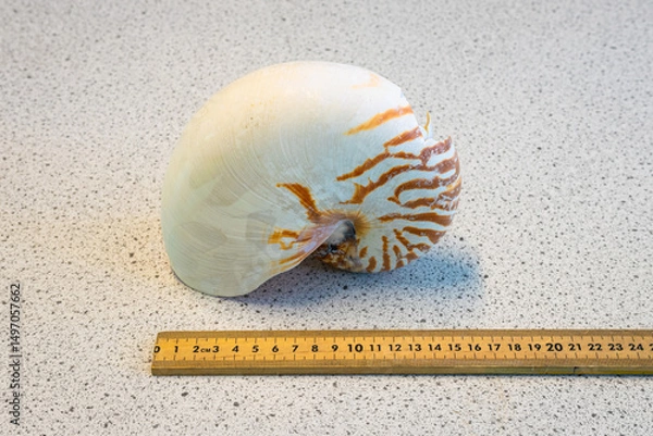 Obraz Large white tropical shell with orange pattern. Ruler next to it to illustrate size.