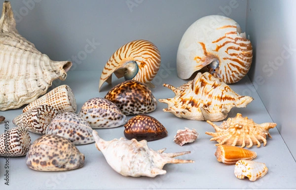 Obraz Collection of tropical shells in a glass display case in a biology classroom at a high school.