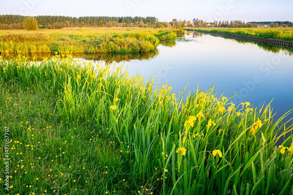 Obraz Yellow colored iris flowers (Iris pseudacorus) along the waterside in a polder near Gouda, western Netherlands