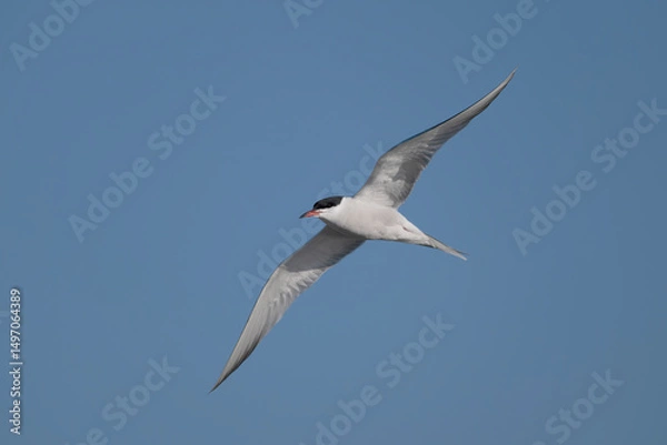 Fototapeta Common tern, Sterna hirundo