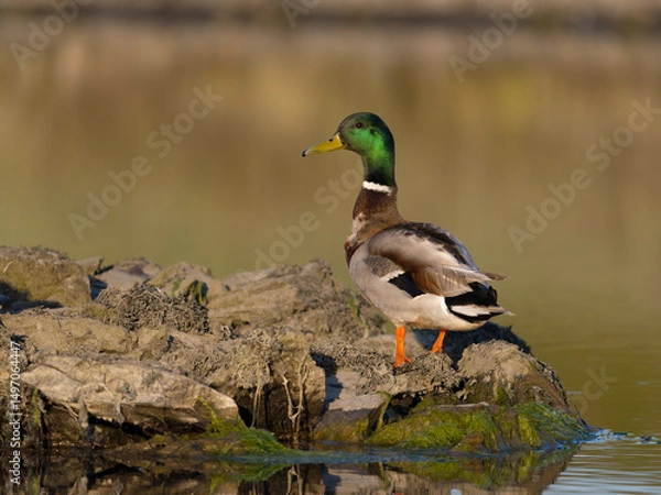 Obraz Mallard, Anas platyrhynchos