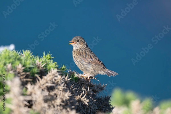 Fototapeta Dunnock or Hedge sparrow, Prunella modularis