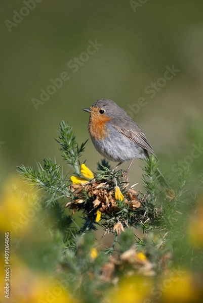 Fototapeta Robin, Erithacus rubecula