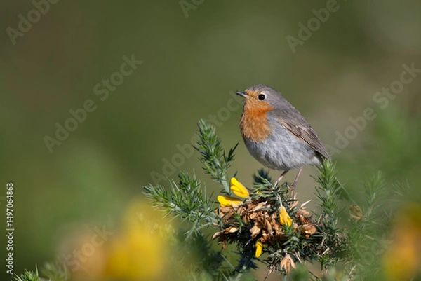 Fototapeta Robin, Erithacus rubecula