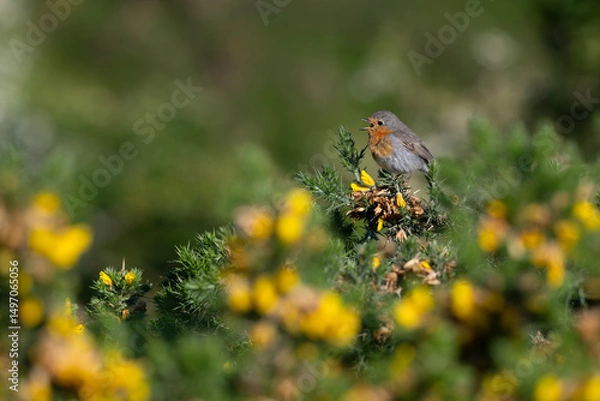 Fototapeta Robin, Erithacus rubecula