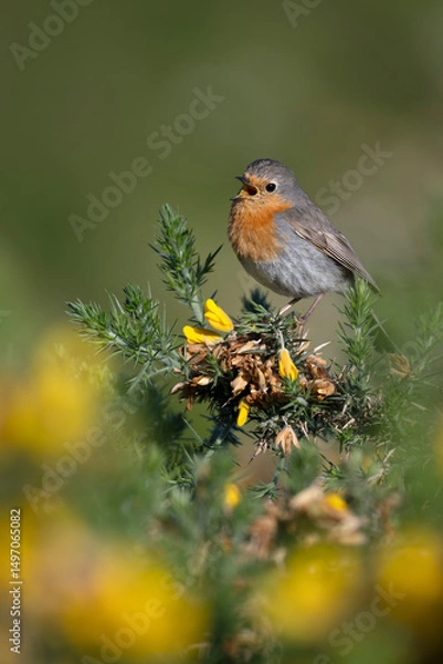 Obraz Robin, Erithacus rubecula