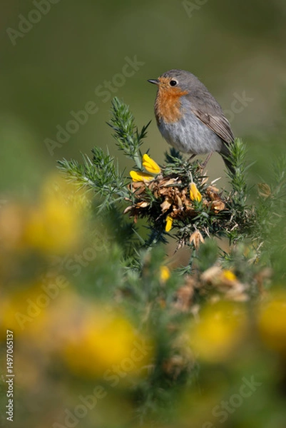 Fototapeta Robin, Erithacus rubecula