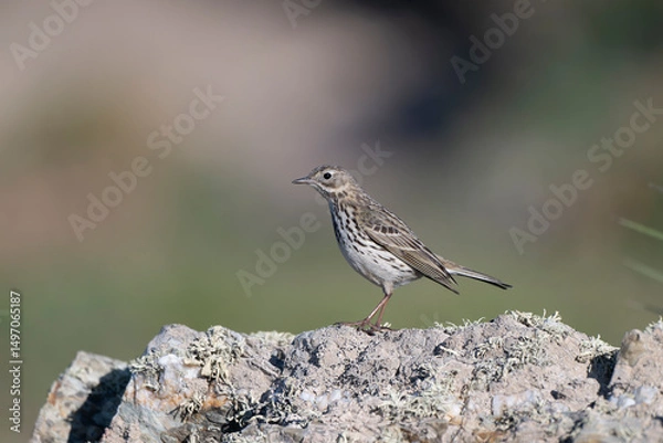 Obraz Rock pipit, Anthus petrosus