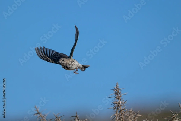 Obraz Rock pipit, Anthus petrosus