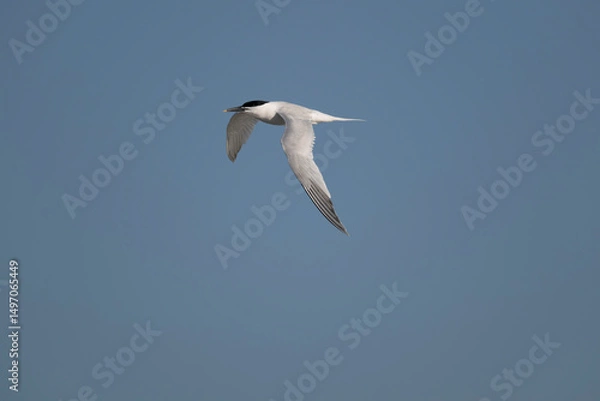 Obraz Sandwich tern, Thalasseus sandvicensis