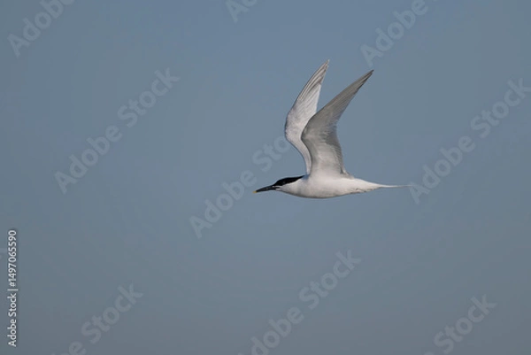 Obraz Sandwich tern, Thalasseus sandvicensis