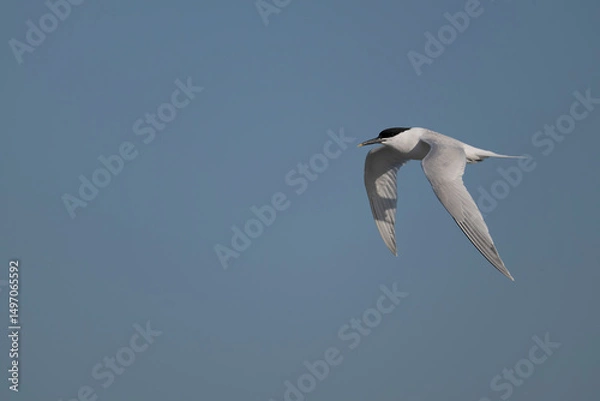 Obraz Sandwich tern, Thalasseus sandvicensis