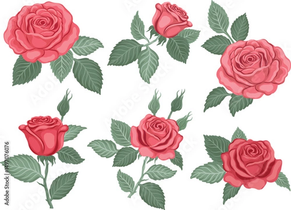 Obraz Red roses hand drawn set. Rose flowers isolated on white background. Vector colored elements illustration for design