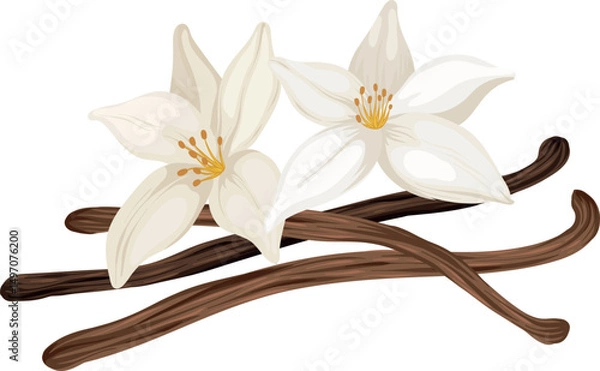Obraz Realistic Vanilla Flowers and Beans, vector Illustration