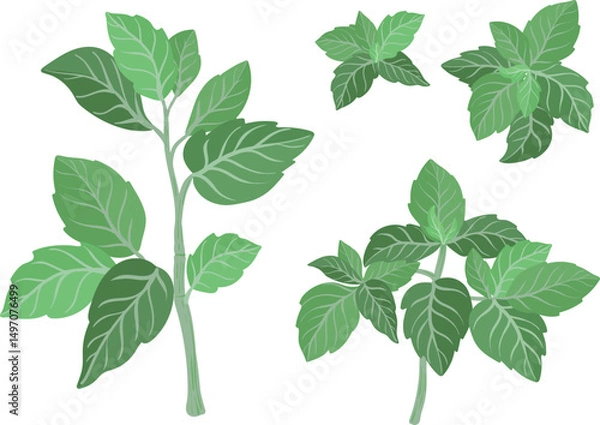 Obraz Basil fresh sprig plants illustration isolated on white background