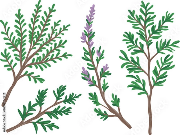Obraz Thyme herbal aroma plant branch set with green leaves for food and thyme oil packaging design, vector illustration