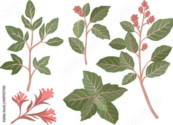 Obraz hand drawn oregano leaves set, isolated eco vector illustration