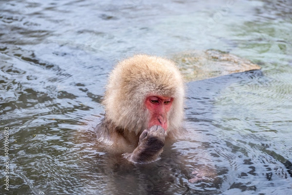 Fototapeta Snow Monkey