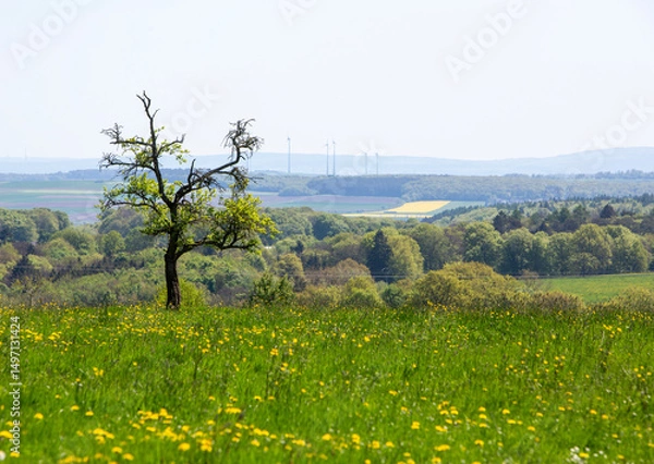 Fototapeta tree in grassy meadow with wind turbines in the backround in suedeifel