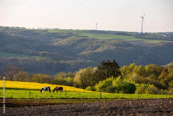 Fototapeta horses in spring countryside of german eifel with rapeseed, fields and forest at sunset