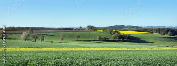 Fototapeta rural countryside of suedeifel in germany dominated by rapeseed fields in spring