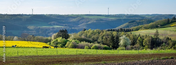 Fototapeta horses in spring countryside of german eifel with rapeseed, fields and forest at sunset