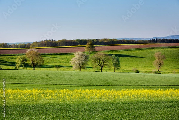 Fototapeta spring landscape with blossoming trees of suedeifel in the morning of a clear day