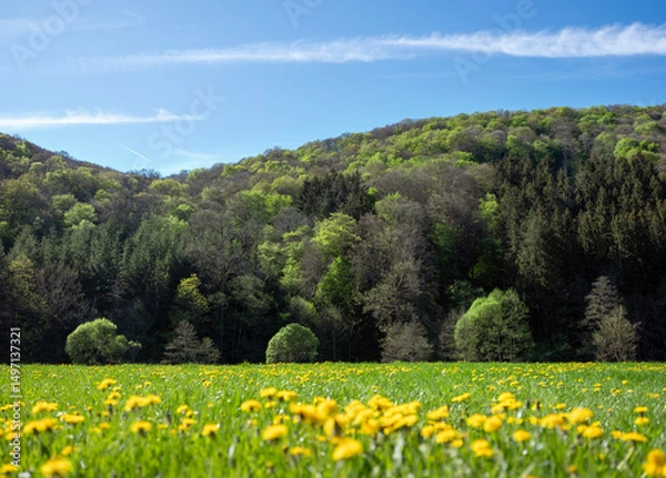 Fototapeta grass in field with dandelions within nature park suedeifel near luxemburg in germany