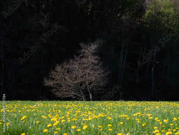 Fototapeta grass in field with dandelions within nature park suedeifel near luxemburg in germany