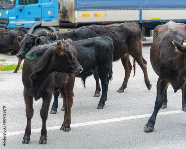 Obraz Herd of cows cross the road. Black cows crossing street