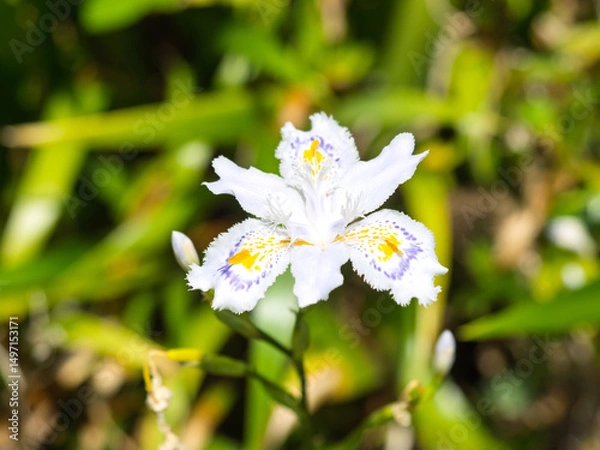 Obraz シャガ（胡蝶花）の花