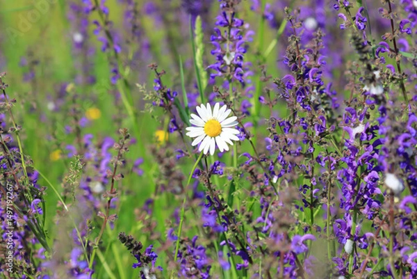 Fototapeta Leucanthemum vulgare with Salvia pratensis, wild spring flowers on meadow