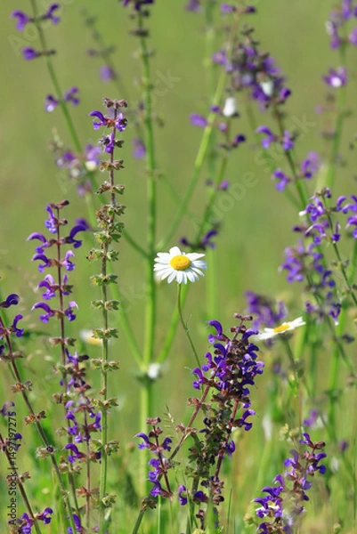 Fototapeta Leucanthemum vulgare with Salvia pratensis, wild spring flowers on meadow