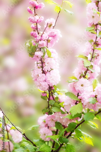 Fototapeta Delicate branch of blossoming cherry or sakura with soft focus on gentle light green and pink background in sunlight