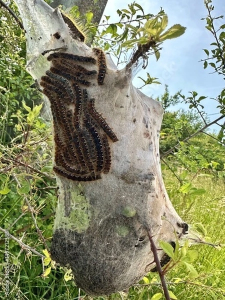 Obraz Cocon de chenilles processionnaires 