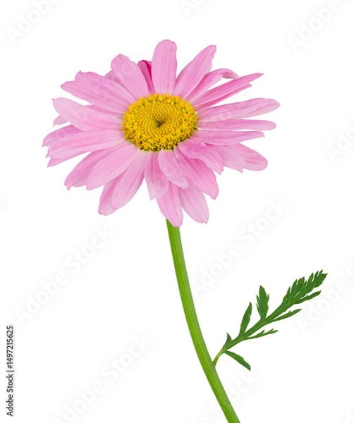 Fototapeta Beautiful pink daisy (Marguerite) also called Robinson Rose isolated on white background, including clipping path.
