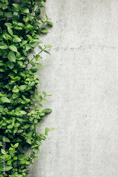 Fototapeta Seamless ivy branches with green leaves grow on a textured gray concrete wall, creating a natural, abstract pattern. Perfect for interior decor, outdoor design, and eco-friendly backgrounds