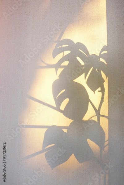 Fototapeta Light and shadow sunset on retro fabric texture, pink color..Vintage textile background. Abstract backdrop with floral pattern, overlay, transparent. . Wabi sabi style aesthetics. Monstera liana.