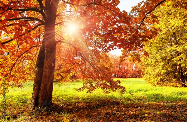 Fototapeta Orange color trees, red brown leaves with sunlight and green grass in autumn city park. Fall tree with golden and red leaves.