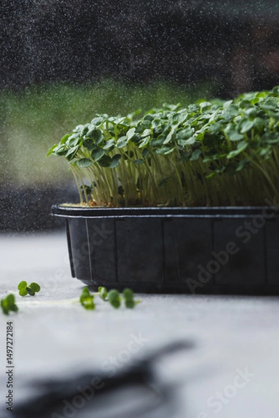 Obraz microgreens in germination trays