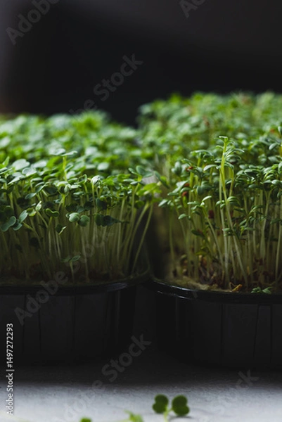 Obraz microgreens in germination trays