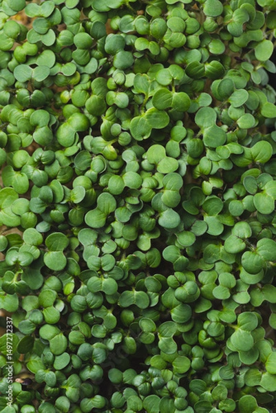 Obraz microgreens in germination trays